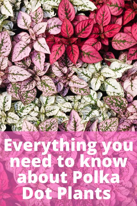 Pink Leaved Plants, Pink Foliage Plants, Colorful Leaf Plants, Pink And Green Leaf Plant, Plant With Pink And Green Leaves, Plants With Pink Leaves, Polka Dot Plant Outdoors, Pink Plants Outdoor, Pink Leaves Plants