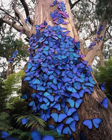 Pictures Worth More Than 1000 Words (24 images) - I Can Has Cheezburger? Morpho Azul, Greta Oto, Butterfly Tree, Blue Morpho Butterfly, Morpho Butterfly, Blue Morpho, Largest Butterfly, Butterfly Pictures, Amazon Rainforest