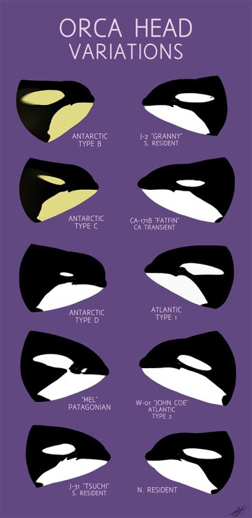 Ocra Whale, Orca Art, 동화 삽화, Orca Whales, Marine Biologist, Oceanography, Marine Mammals, Animal Facts, Marine Biology