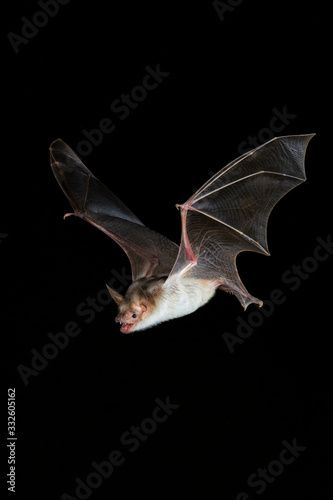 Bat Flying, Small Rabbit, Mountain Lion, Wildlife Conservation, Endangered Species, Mouse Ears, Natural History, Mammals, Fish Pet