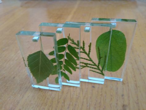 Leaves in epoxy resin is quite simple craft. Just dry leaves in a book, and pour it with epoxy resin. See in this video: - How to dry leaves; - How to pour leaves with epoxy resin; - How to remove bubbles; Upcycle Crafts, Donor Wall, Dry Leaves, Resin Pour, Simple Craft, Herbal Products, Real Leaves, Dry Leaf, Upcycled Crafts