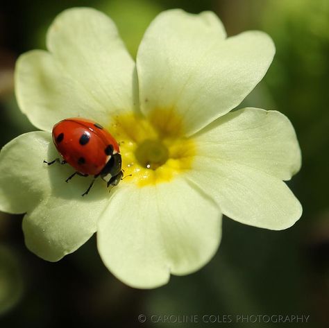 Tattoo Ladybug, Ladybug Images, Ladybug On Flower, Ladybug Photography, Drawing Ladybug, Sketches Nature, Blue Ladybug, Ladybug Drawing, Ladybug Decor