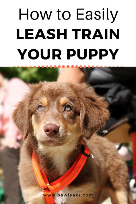 How To Leash Train A Puppy, How To Train A Puppy To Walk On A Leash, Puppy Leash Training, Baby Frenchie, Leash Training Puppy, Puppy Essentials, Corgi Breeds, Puppy Training Schedule, Puppy Leash