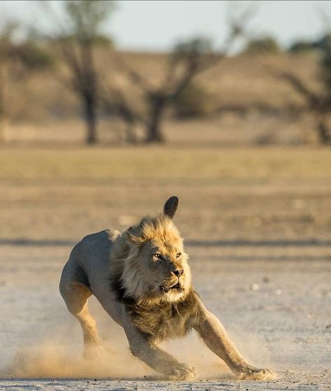 Build In Silence, Lion Drawings, Cats Sketch, World Lion Day, Sketch Beautiful, Lions Photos, Gato Grande, Il Re Leone, Re Leone