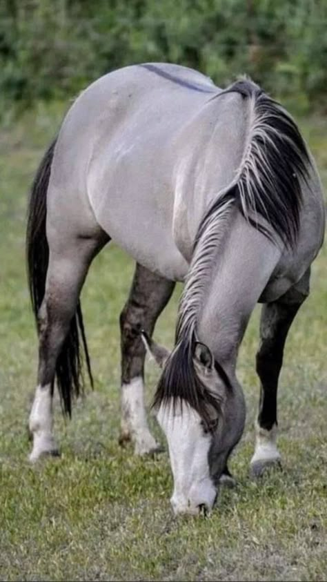 Rare Horses, Mountain Horse, Cute Horse Pictures, Palomino Horse, Beautiful Horse Pictures, Most Beautiful Horses, Horse Aesthetic, Most Beautiful Animals, Majestic Horse