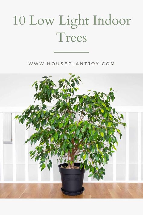 Transform your home into a lush oasis with our top 10 low-light indoor trees! 🌳 Discover how these plants thrive in limited natural light, bringing vibrancy and freshness to any space. Dive into our blog post for a touch of the tropics, even in the darkest corners of your home. #IndoorTrees #LowLightPlants #HomeDecor Indoor Trees Low Light, Indoor Tree Plants, Best Indoor Trees, Indoor Plants Low Light, I Wet My Plants, Shadow Plants, Low Light Indoor Plants, Indoor Tree, Indoor Trees