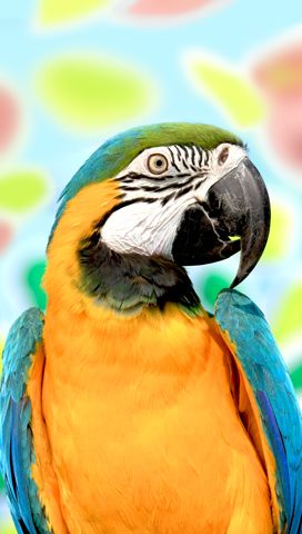 my animal for the week us my pet parrot and if you had this pet you would go crazy. By the way this is a girl Magnetic Book Marks, Birds Reference, Types Of Parrots, Best Pet Birds, Magnetic Book, Pet Parrot, Parrot Head, 7 Wonders, Crazy Bird