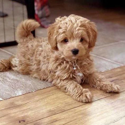 Teacup Goldendoodle, Toy Goldendoodle, Chien Shih Tzu, Mini Goldendoodle Puppies, Toy Dog Breeds, Teddy Bear Dog, Mini Doodle, Psy I Szczenięta, Cavapoo Puppies