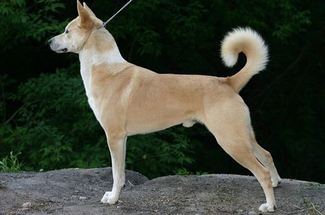 Canaan Dog, Rare Dogs, Rare Dog Breeds, Healthcare Plan, Dog List, Purebred Dogs, Dog Info, Dog Agility, Wild Dogs