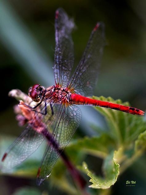 Red dragonfly :-))) | Happy days, everyone!! | Eli Nik | Flickr Red Dragonfly, Dragonfly Photography, Dragonfly Painting, Botanical Tattoo, Earth Angel, Happy Days, Beetles, Crows, Dragonflies