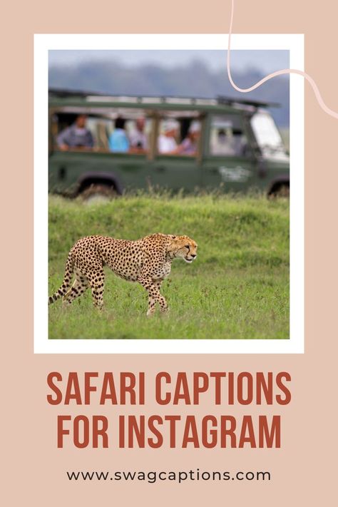 Looking for the perfect caption for your next Instagram post? We've got you covered! Just add these safari captions to your photos and watch the likes roll in. #safari #wildlife #africa #nature #travel #wildlifephotography #animals #photography #naturephotography #southafrica #travelphotography #adventure #tanzania #kenya #photooftheday #wild #love #animal #lion #natgeo #instagood #travelgram #elephant #x #safariphotography #conservation #wanderlust #africansafari #naturelovers #natgeowild Wildlife Captions For Instagram, Safari Captions For Instagram, Wildlife Quotes, South Africa Animals, South Africa Wildlife, Photography Captions, Safari Photos, Africa Nature, Animal Captions