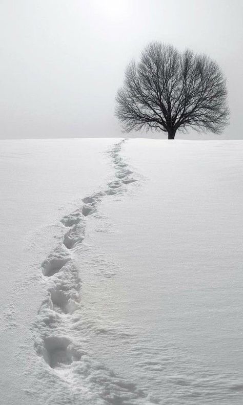 Quiet Aesthetic, Snow Photography, Tree Stands, Lone Tree, Airbrush Art, Winter Beauty, Snow Scenes, Baby It's Cold Outside, Jack Frost