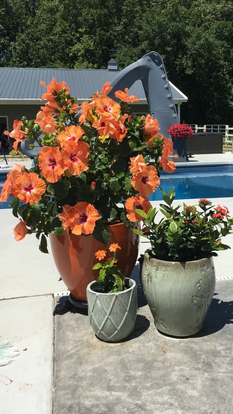 Hibiscus Garden Landscaping, Pansy Art, Garden Landscaping Design, Hibiscus Art, Hibiscus Garden, Container Herb Garden, Tanaman Pot, Porch Flowers, Container Garden Design