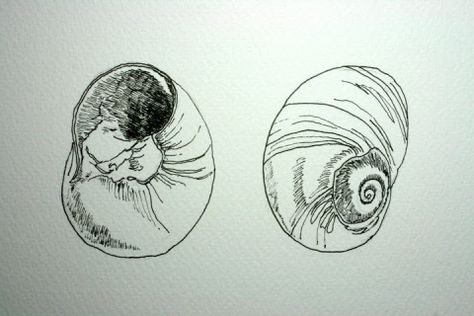 Moon snail shells # 27 and 28; ink sketches Moon Snail, Snail Tattoo, Shell Drawing, About Moon, Shell Tattoos, Birthday Tattoo, Snail Shell, Ink Sketch, Shell Art