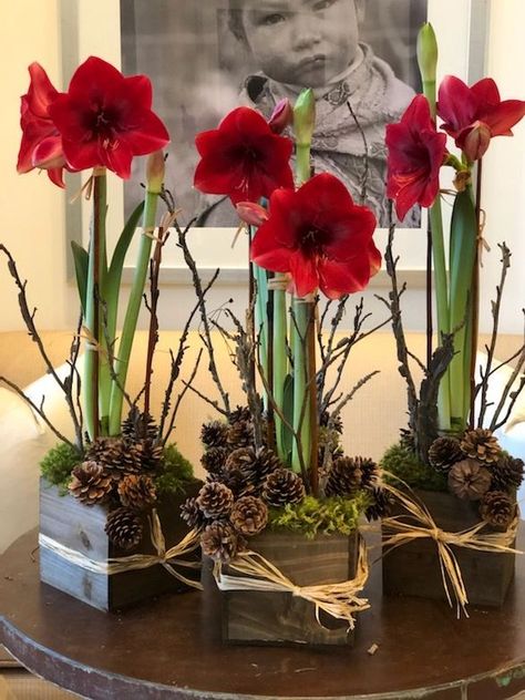 Potted Amaryllis Christmas, Amaryllis Christmas Decoration, Amaryllis Arrangement Centerpieces, Potted Amaryllis Arrangement, Amaryllis Christmas Arrangements, Amaryllis Arrangement Christmas, Potted Amaryllis, Amaryllis Centerpiece, Nail Designs Flowers