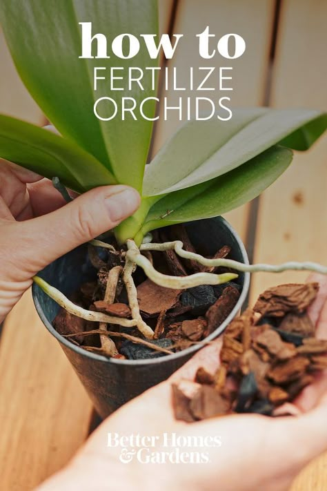 Phalaenopsis Orchid Care, Repotting Orchids, Indoor Orchids, Orchid Plant Care, Orchid Roots, House Plant Pots, Growing Orchids, Moth Orchid, Orchids Garden