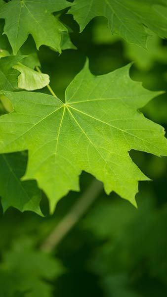 Acer Platanoides, Dark Green Leaves, Leaf Photography, Landscaping Trees, Natural Photography, London Garden, Green Fruit, How To Attract Birds, City Garden