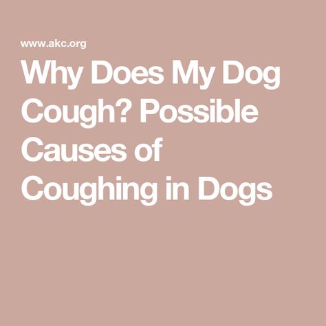 Why Does My Dog Cough? Possible Causes of Coughing in Dogs Dog Cough, Dog Coughing, Dog Dental Health, Detection Dogs, Fork Bracelet, Farm Dogs, Dog Dental, A Vet, Dog Nutrition