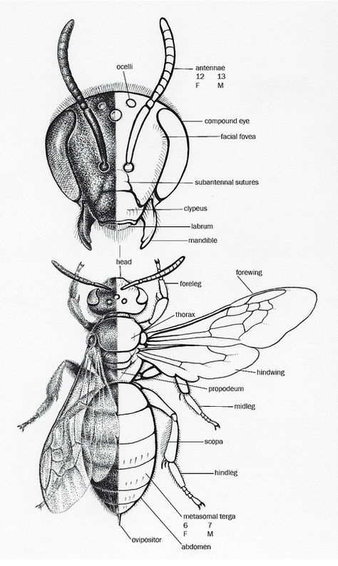 Noel Badges Pugh, Entomology Illustration, Insect Anatomy, Honey Illustration, Bee Hive Plans, Scientific Drawing, Bee Wings, Bee Drawing, Bee Illustration