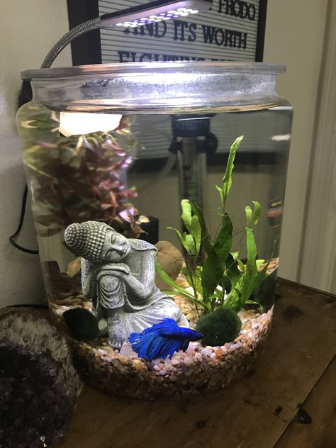 Fish Tank Led Lights, 3 Gallon Fish Tank Ideas, Beta Fish Tank Ideas Aesthetic, 5 Gallon Betta Tank, Turtle Terrarium Ideas, 3 Gallon Fish Tank, Jar Aquarium, Aesthetic Aquarium, Cool Fish Tank Decorations