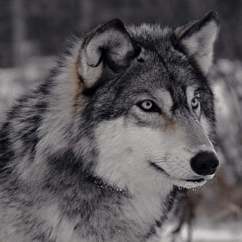 Gray Wolf Photography, Gray Wolf Aesthetic, Grey Wolf Aesthetic, Dark Wolf Aesthetic, Omega Aesthetic, Grey Werewolf, Wolf Personality, Black And White Wolves, Grey Wolf Photography