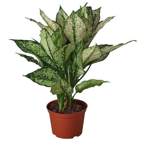 Color Verde Claro, Easy Plants To Grow, Chinese Evergreen, Air Purifying Plants, House Plants Decor, Easy Plants, Snake Plant, Rare Plants, Potting Soil