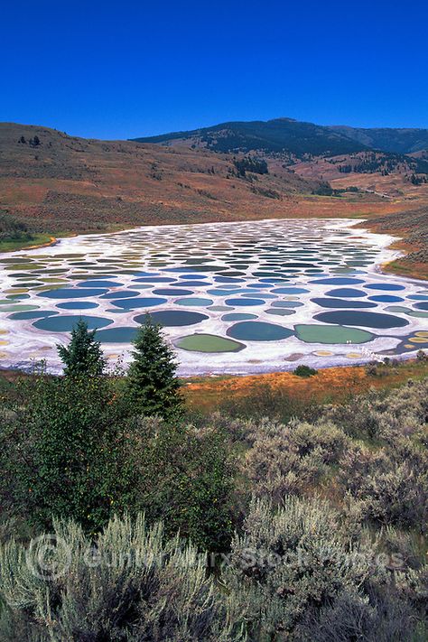 Spotted Lake near Osoyoos, South Okanagan Valley, BC, British Columbia,  Canada - Historical First Nations Sacred Mineral Waters Spotted Lake, British Columbia Travel, Okanagan Valley, Scenic Photos, British Columbia Canada, Natural Phenomena, Land Art, Canada Travel, Places Around The World