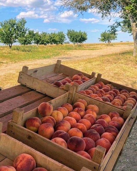 Sam Core, Italian Summer, Northern Italy, Summer Feeling, European Summer, Aesthetic Summer, Country Life, Farm Life, Cottage Core