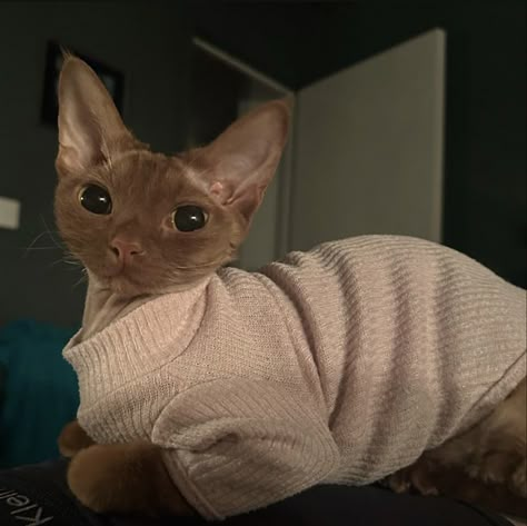 Bunny Instagram, Cute Hairless Cat, Devon Rex Cats, Sphinx Cat, Rex Cat, Söt Katt, Hairless Cat, Pretty Animals, Silly Animals