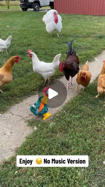 Random Animal Pictures, Funny Animal Pics, Humour, Hilarious Animal Videos, Funny Chicken Videos, Funny Animal Videos Hilarious, Funny Chicken Pictures, Funny Pets Pictures, Tierischer Humor