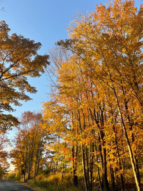 Bright yellow orange foliage with a peak of bright blue sky in the evening sun Catskills Aesthetic, Catskills Ny, Country Aesthetic, The Catskills, Livingston, Instagram Inspo, Lake, Plants, Instagram