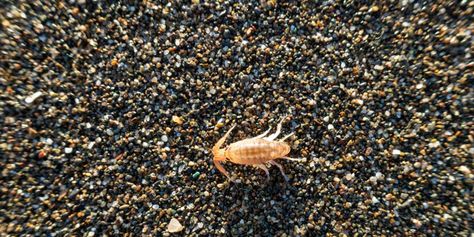 A sand flea can jump up to 15 inches making your legs and feet its optimal feeding ground. Anti Itch Remedy, Itchy Skin Rash, Bug Bites Remedies, Sand Fleas, Flea Remedies, Tick Bite, Bug Spray, Bug Bites, Crustaceans