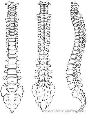 Spinal Chord Art, Skeleton Tail Drawing, Spine Sketch Drawings, How To Draw A Spine Step By Step, Spine Illustration Art, Spine Tattoos Template, Spine Line Art, Vertabae Bone Drawing, How To Draw A Spine