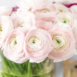 Ranunculus Painting, Ranunculus Wedding Bouquet, Ranunculus Arrangement, Ranunculus Garden, Ranunculus Asiaticus, Ranunculus Boutonniere, Ranunculus Wedding, Persian Buttercup, Peach Ranunculus