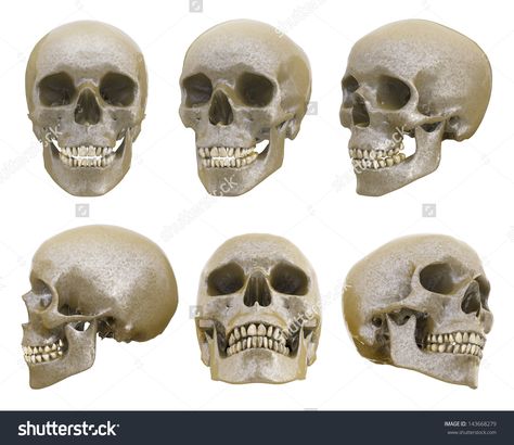 Human skull from different angles isolated Human Skull Anatomy, Skull Anatomy, Head Anatomy, Skull Reference, Skeleton Anatomy, Výtvarné Reference, Human Anatomy Drawing, Face Drawing Reference, Human Anatomy Art