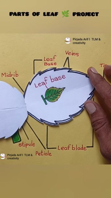 Save Earth Project, Parts Of Plant Project, Parts Of Leaf, Earthday Art, Plants Science Project, Save Earth Save Life, Earth Projects, Leaf Projects, World Earth Day