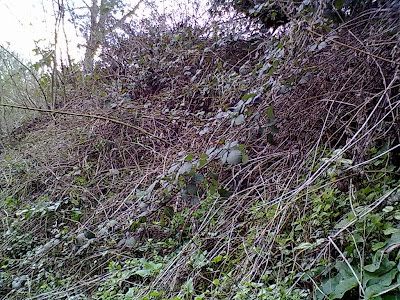 Rachel the Gardener: Planting on banks and steep slopes: Part 1 Planting Steep Banks, Plants For Steep Banks, Tree Id, Gardening Zones, Beach Haven, Green Things, Garden Quotes, Garden Lights, Side Yard