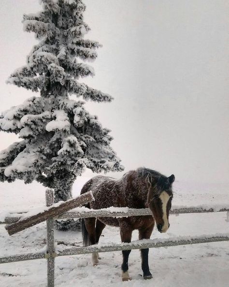 Farm In Winter, Horse In Snow, Winter Horse, Equestrian Aesthetic, Horse Aesthetic, Winter Inspo, Winter Love, Horse Life, Winter Pictures