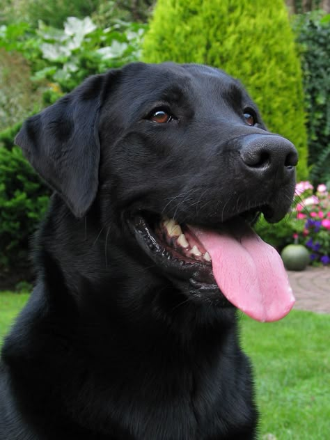 Labrador Nero, Labrador Noir, Regard Animal, Black Labs Dogs, Psy I Szczenięta, Black Labrador Retriever, Black Lab Puppies, Lab Dogs, Labrador Retriever Puppies