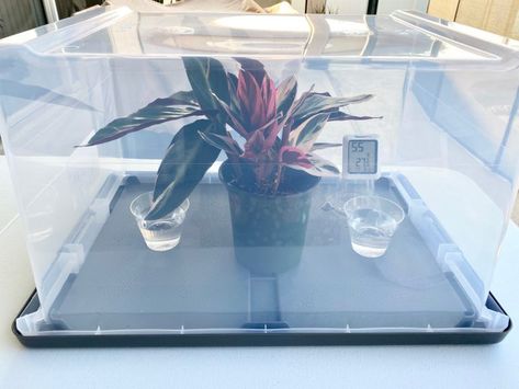 Diy Plant Humidity Dome, Humidity Dome For Plants, Diy Humidity Dome, Garden Planter Boxes Diy, Raised Planter Boxes, Plant Room, Diy Planter Box, Small Greenhouse, Diy Plant Stand