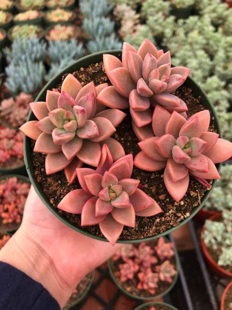 41 Ravishing Red Succulents You've Got to Grow - Sublime Succulents Red Succulents, Red Cactus, Baby Cactus, Baby Succulents, Drought Tolerant Plants, Rare Succulents, Succulent Plants, Ground Cover, Cacti And Succulents