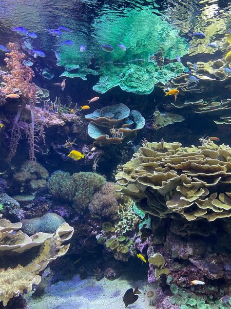 Colourful coral reef photo, some small yellow and blue fishes Coral Reef Pictures Under The Sea, Underwater Reef Photography, Under Water Coral Reef, Coral Reef Astethic, Ocean Coral Reef Aesthetic, Coral Reefs Aesthetic, Coral Reef Photography Ocean Life, Aesthetic Coral Reef, Under The Sea Photography