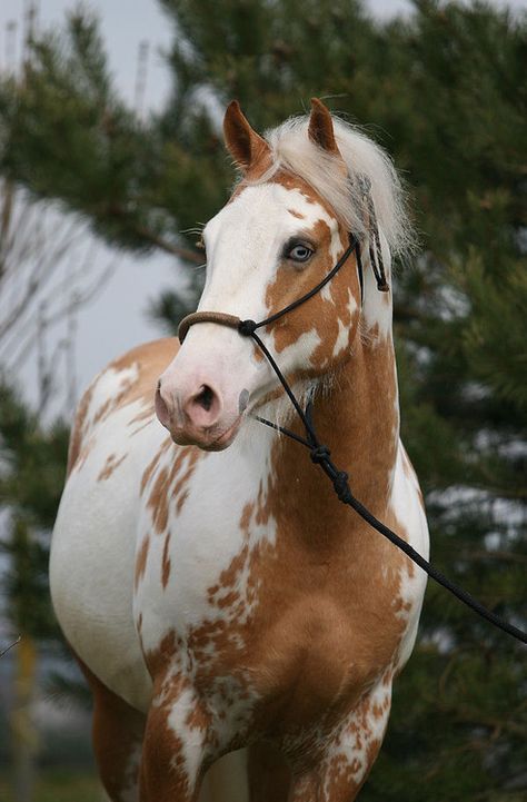 Palomino paint Palomino Paint Horse, Aesthetic Horse Riding, Drawing Items, Palomino Horses, Horse Riding Aesthetic, American Paint Horse, Paint Horses, Painted Horses, Horse Pics