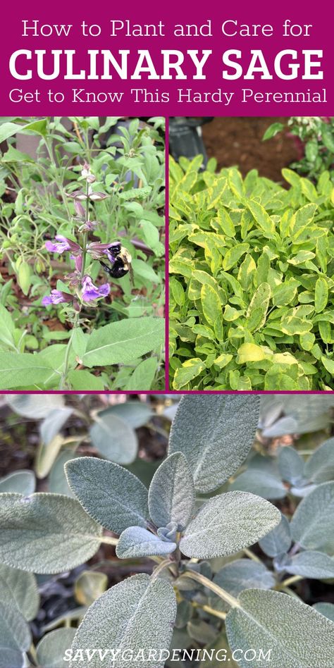 Perrenial Herbs, Growing An Herb Garden, Mediterranean Herbs, Growing Sage, Sage Herb, Garden Companion Planting, Homestead Life, Sage Plant, Pineapple Sage