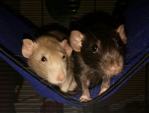 Rat Couple, Cute Rats, Pet Rats, Rats, A Couple, Pet, Memes, Animals, Quick Saves