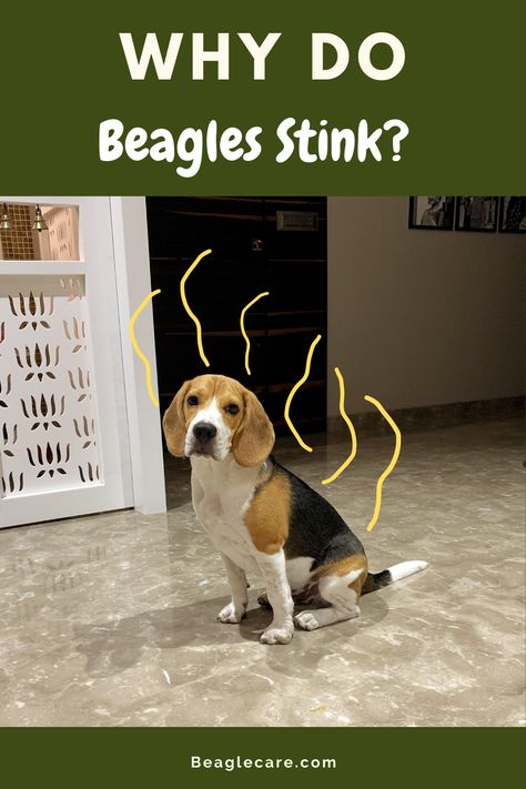 Cute Beagle Puppies, Beagle Dog Facts, Beagle Dog Puppies, Types Of Beagles, Beagle Facts, Beagle Breeds, Dog Illnesses, Baby Beagle, Beagle Funny