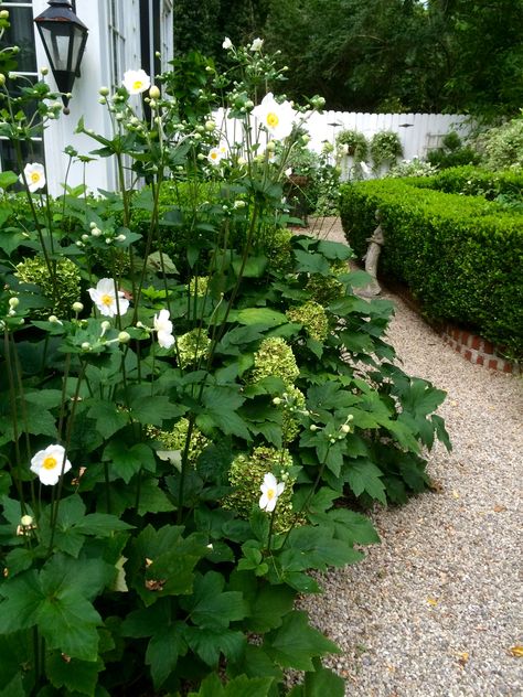 HERFST! Honorine Jobert Japanese Anemones Half Schaduw, Zon Bloeiperiode	september, oktober Bloeikleur	wit Volwassen plantgrootte (cm)	80 Aantal per m²	5 Anemone Garden Ideas, Honorine Jobert Anemone, Japanese Shade Garden, Japanese Anemone Garden, Anemone Honorine Jobert, Birch Trees Garden, Anemone Garden, Japanese Anemones, Sacred Garden