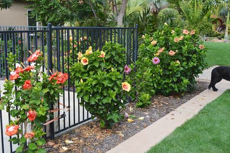 Hibiscus  - Front Corner Plant Growing Hibiscus, Hibiscus Garden, Succulent Planter Diy, Front Garden Design, Hibiscus Plant, California Garden, Front Yard Garden Design, Front House Landscaping, Tropical Landscaping