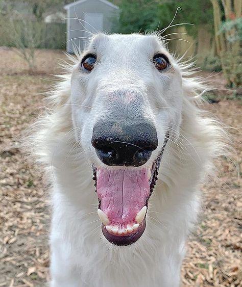 Internet Adores This Very Long Dog With Even Longer 12.2-Inch Snout (30 Pics) | Bored Panda Borzoi Puppy, Borzoi Dog, Puppy Images, Long Nose, Pet Dogs Puppies, Silly Dogs, Puppies Funny, Cute Animal Videos, Cute Cats And Dogs