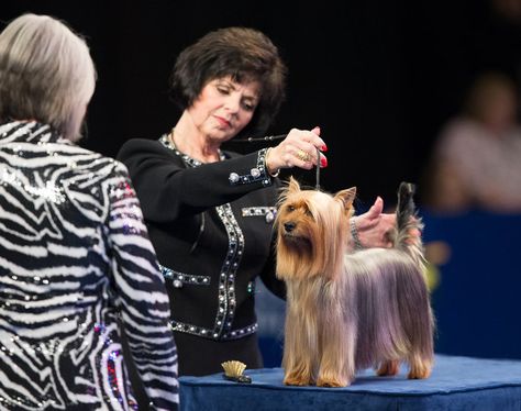 5 Fashion Rules at Dog Shows | InStyle.com Fashion Rules, Standard Dress, Dress Appropriately, Popular Outfits, Dog Dresses, Dog Show, Family Traditions, Girls Wear, Better Homes